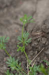 Butler's sandparsley